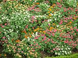 Zinnia bed 